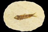 Fossil Fish (Knightia) With Floating Frame Case #109575-1